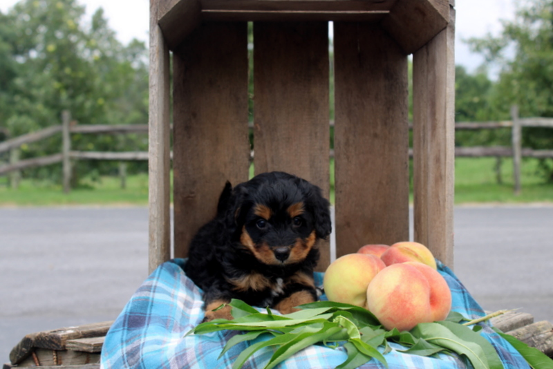 puppy, for, sale, Mini Bernedoodle F2, Matthew B. Stoltzfus, dog, breeder, Gap, PA, dog-breeder, puppy-for-sale, forsale, nearby, find, puppyfind, locator, puppylocator, aca